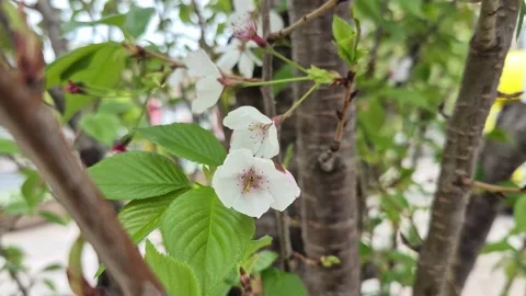 Cherry blossoms blooming Video stock 337282372