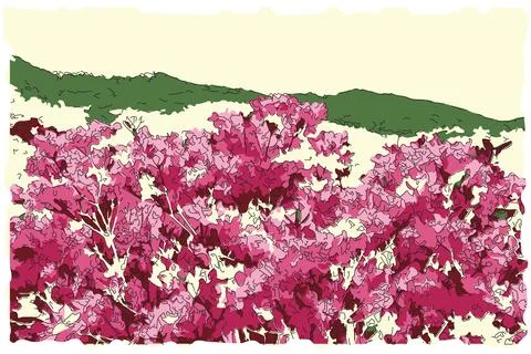 Cherry blossoms blooming Stock Illustration