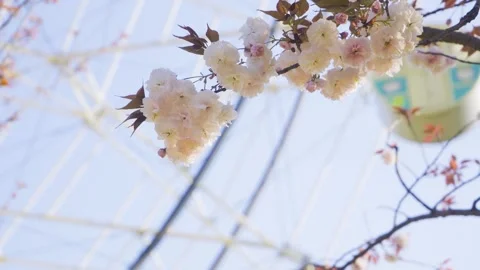 Cherry Blossoms Blooming Near A Large Ferris Wheel In A Sunny Amusement Park Video stock 342002901
