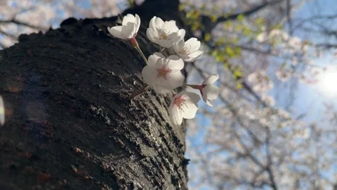 Cherry Blossoms Blooming from Rough Tree Trunk Close Up Stock Footage 337473243