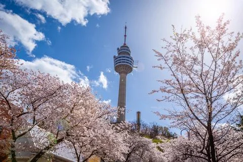 Cherry blossoms blooming in spring at E-World 83 Tower a popular tourist de.. Stock Photos