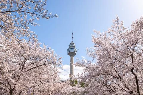Cherry blossoms blooming in spring at E-World 83 Tower a popular tourist de.. Stock Photos
