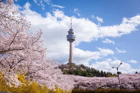 Cherry blossoms blooming in spring at E-World 83 Tower a popular tourist de.. Stock Photos