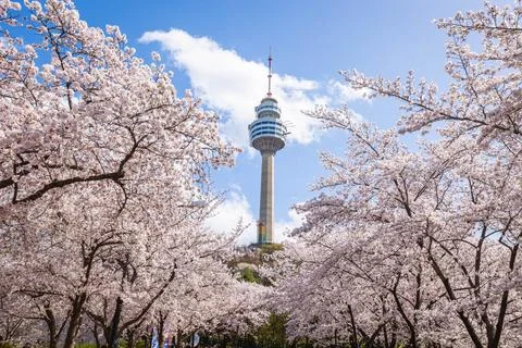 Cherry blossoms blooming in spring at E-World 83 Tower a popular tourist de.. Foto stock