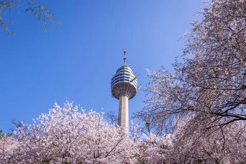 Cherry blossoms blooming in spring at E-World 83 Tower a popular tourist de.. Stock Photos
