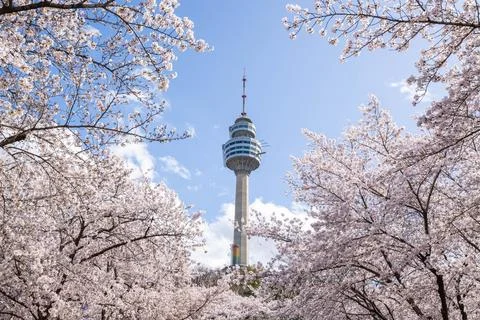 Cherry blossoms blooming in spring at E-World 83 Tower a popular tourist de.. Stock Photos