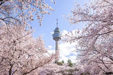 Cherry blossoms blooming in spring at E-World 83 Tower a popular tourist de.. Foto stock
