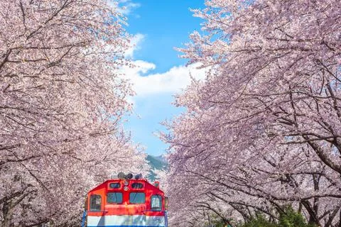 Cherry blossoms blooming in spring at E-World 83 Tower a popular tourist de.. Stock-Fotos