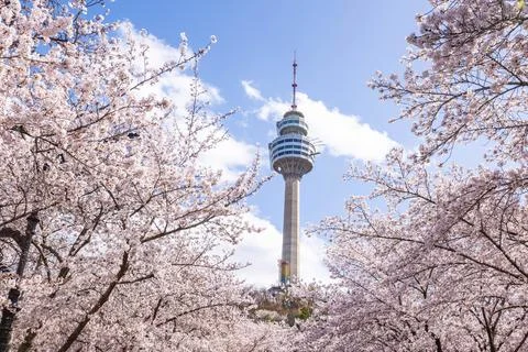 Cherry blossoms blooming in spring at E-World 83 Tower a popular tourist de.. Stock Photos