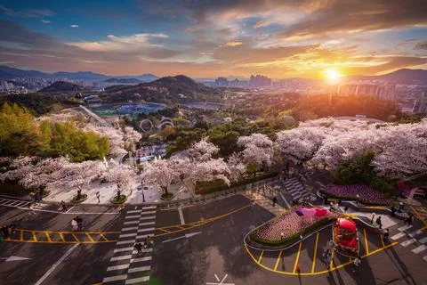 Cherry blossoms blooming in spring at E-World 83 Tower a popular tourist de.. Foto stock