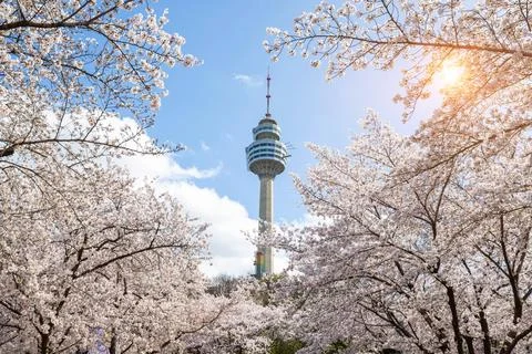 Cherry blossoms blooming in spring at E-World 83 Tower a popular tourist de.. Stock Photos
