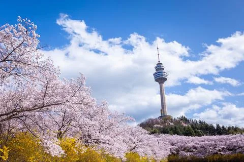 Cherry blossoms blooming in spring at E-World 83 Tower a popular tourist de.. Stock Photos