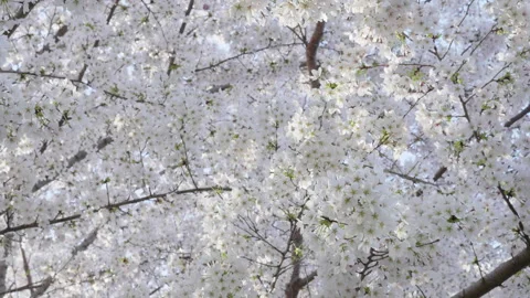 Cherry Blossoms blooming in spring Stock Footage 273276020