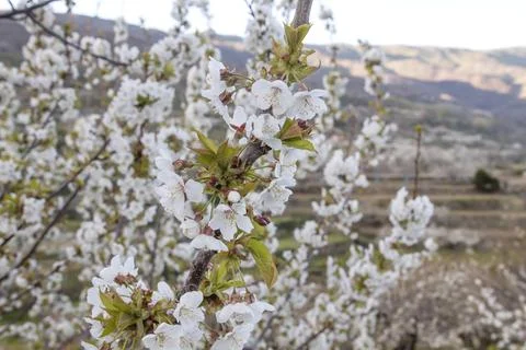 Cherry blossoms blooming in spring Foto stock