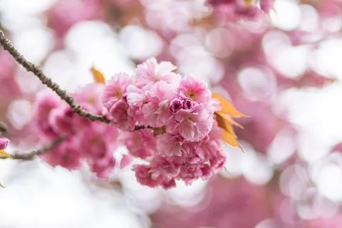 Cherry blossoms blooming in spring with soft pink petals and blurred backgrou Stock Photos