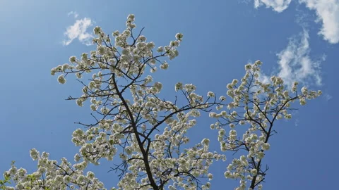Cherry blossoms blooming in spring sway in the wind. Blue sunny spring sky Stock Footage 312357820