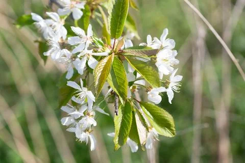 Cherry blossoms blooming in springtime with green leaves Stock Photos