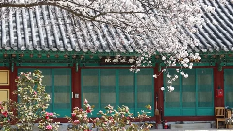 Cherry blossoms blooming on temple 動画素材 303884658