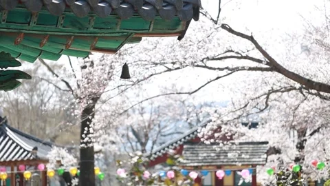  cherry blossoms blooming on temple Video stock 303884665
