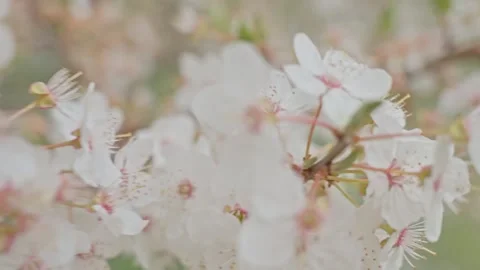Cherry blossoms blooming on tree branch with fresh green buds Stock Footage 306097249