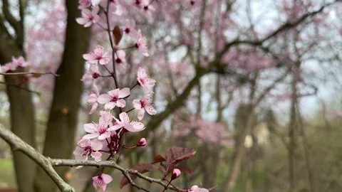 Cherry blossoms blooming on tree branches Stock Footage 306573913