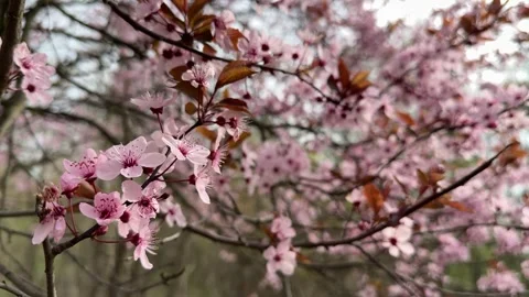 Cherry blossoms blooming on tree branches Stock Footage 306573936