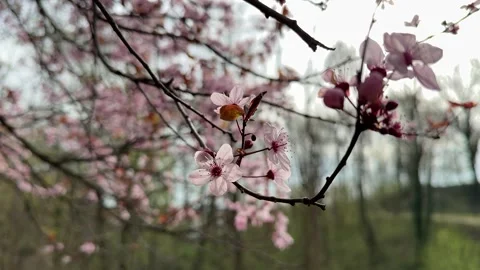 Cherry blossoms blooming on tree branches Stock Footage 306573938
