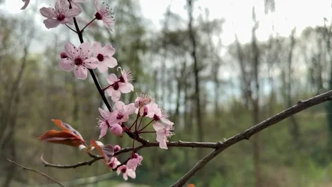 Cherry blossoms blooming on tree branches Stock Footage 306573950