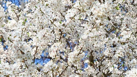 Cherry blossoms blooming on tree branches against blue sky spring Stock Footage 331527113