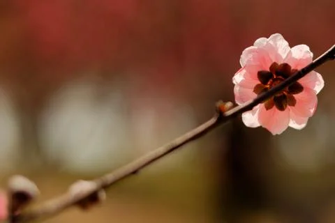 Cherry blossoms blooming on trees in spring Stock Photos