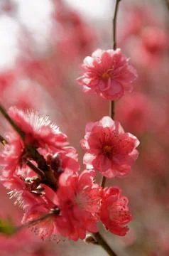 Cherry blossoms blooming on trees in spring Stock Photos