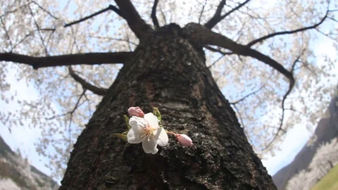 Cherry Blossoms Blooming from the Trunk and Sunlight Filtering Through the Trees 스톡 동영상 330180992