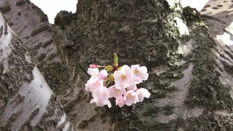 Cherry blossoms blooming on the trunk of a large tree Stock Footage 144721433