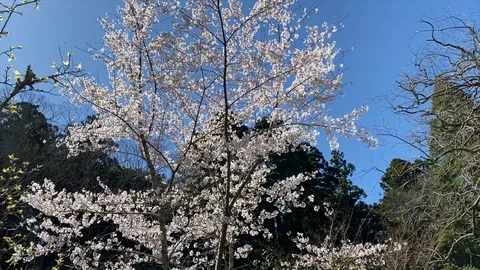 Cherry blossoms blowing in the breeze. 库存影片 130143140