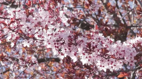 Cherry Blossoms Blowing In Wind, Video stock 44789710
