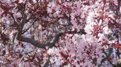 Cherry Blossoms Blowing In Wind 스톡 동영상 44789711