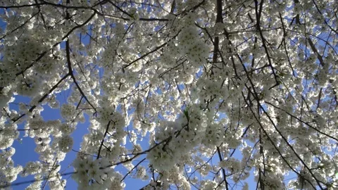Cherry Blossoms Blowing in the Wind Video stock 88792045