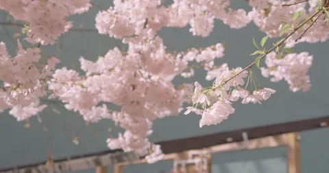 Cherry Blossoms Blowing in Wind Video stock 129777896