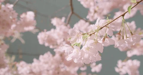 Cherry Blossoms Blowing in Wind Video stock 129778930