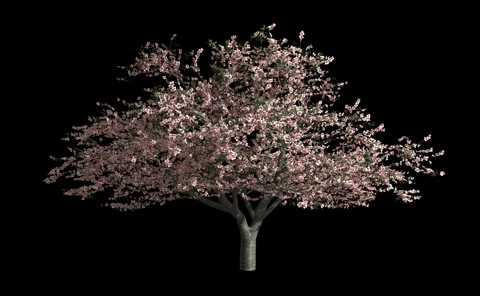 Cherry blossoms blowing in wind, isolated on a black with alpha mask Stock Footage 50029641