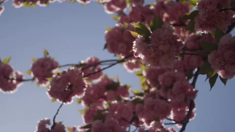 Cherry blossoms blowing in the wind in the Pacific Northwest Video stock 130386312