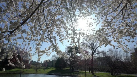 Cherry Blossoms Blowing in the Wind with a Pond in the Background Video stock 88791962