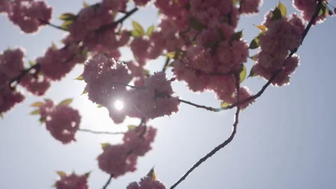 Cherry blossoms blowing in the wind in slow motion with a lens flare Video stock 130385562