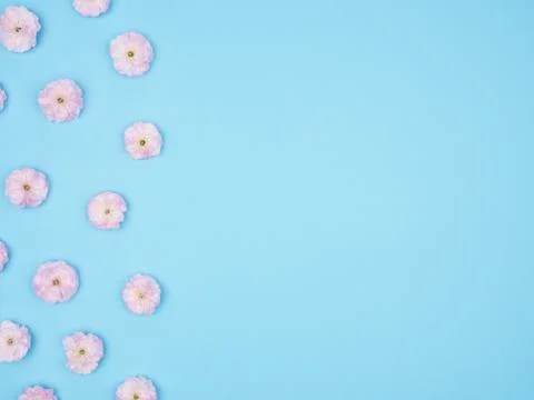 Cherry blossoms on a blue background. The view from the top. Stock Illustration