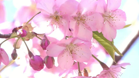 Cherry blossoms with blue sky. Close up. Sakura. Cerasus lannesiana Carrière. 4K Stock Footage 150417881