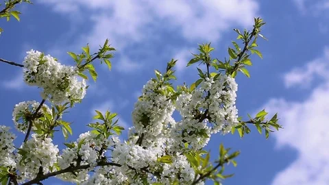 Cherry blossoms with blue sky. Stock Footage 90343041