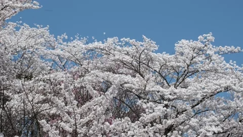 Cherry Blossoms Blue Sky Video stock 175790700