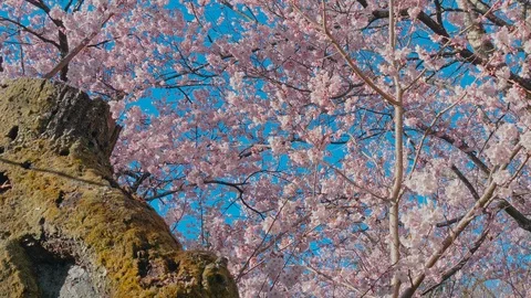 Cherry blossoms with blue sky in Nagano, Japan Stock Footage 106945051
