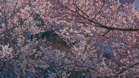 Cherry blossoms with blue sky in Nagano, Japan 스톡 동영상 106945134