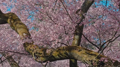 Cherry blossoms with blue sky in Nagano, Japan Stock Footage 106946023